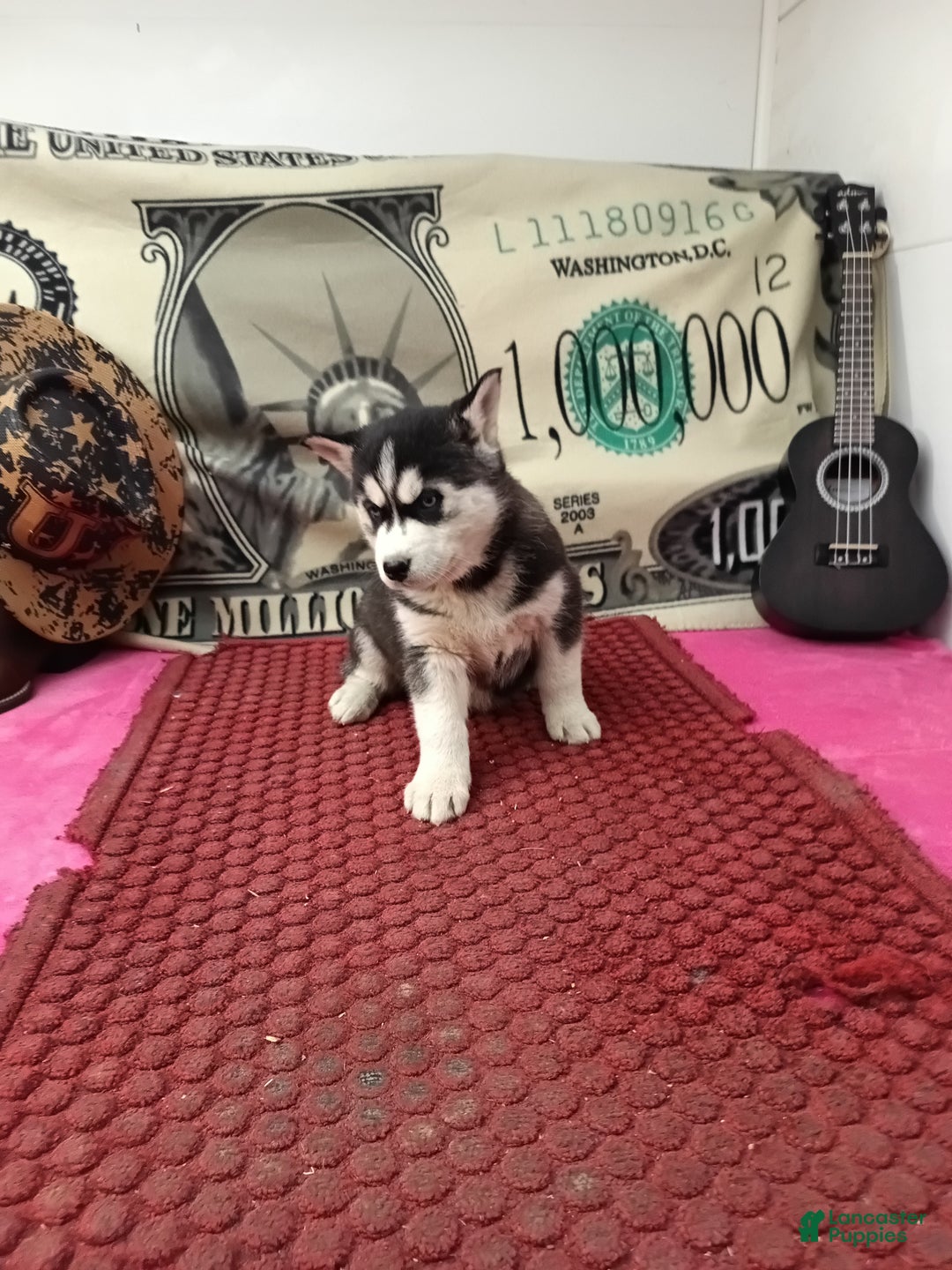 Siberian Husky dogs for sale: Anne - Ad 5