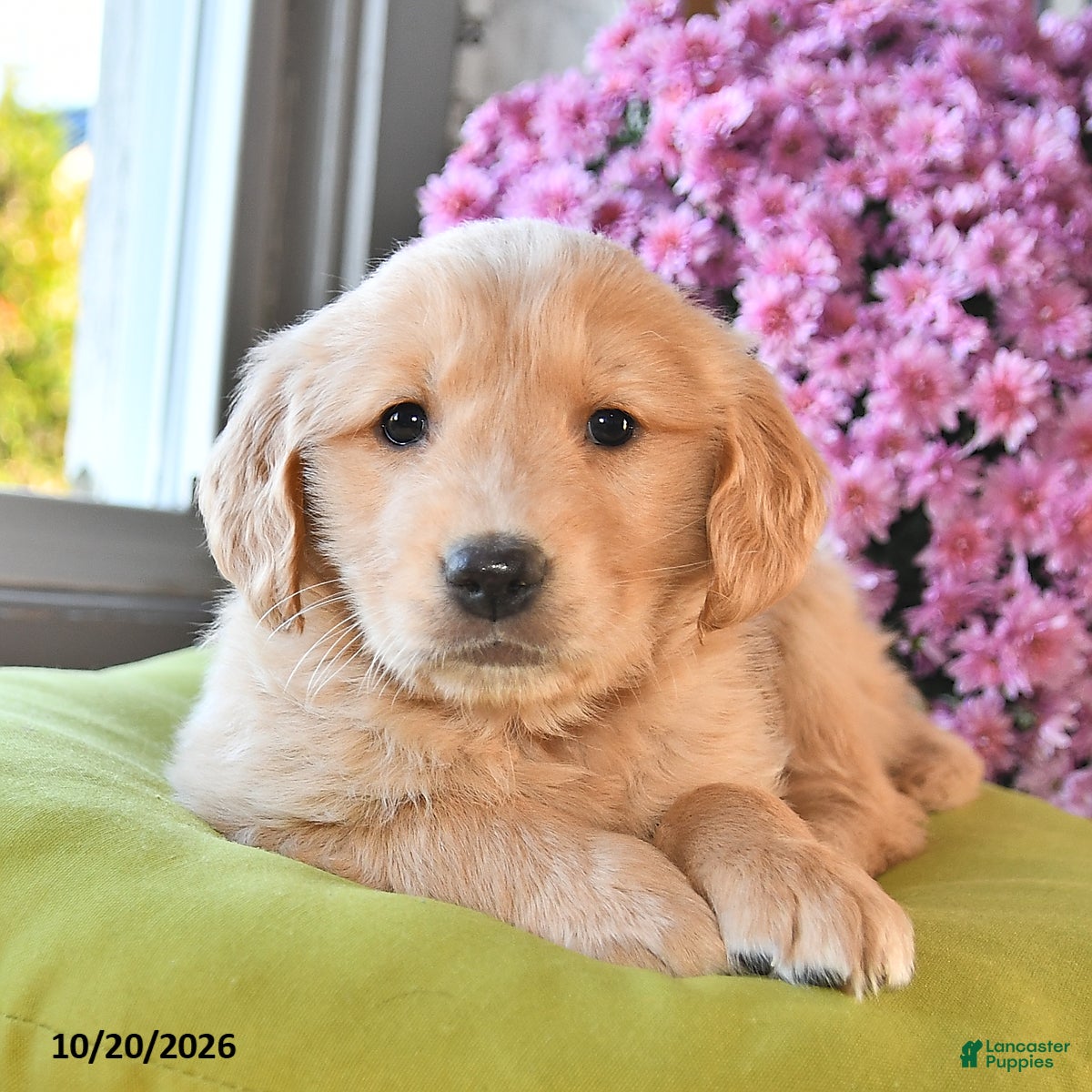 Golden Retriever dogs for sale: Reeca - Ad 1
