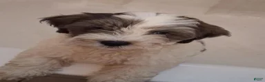 Shihpoo 1