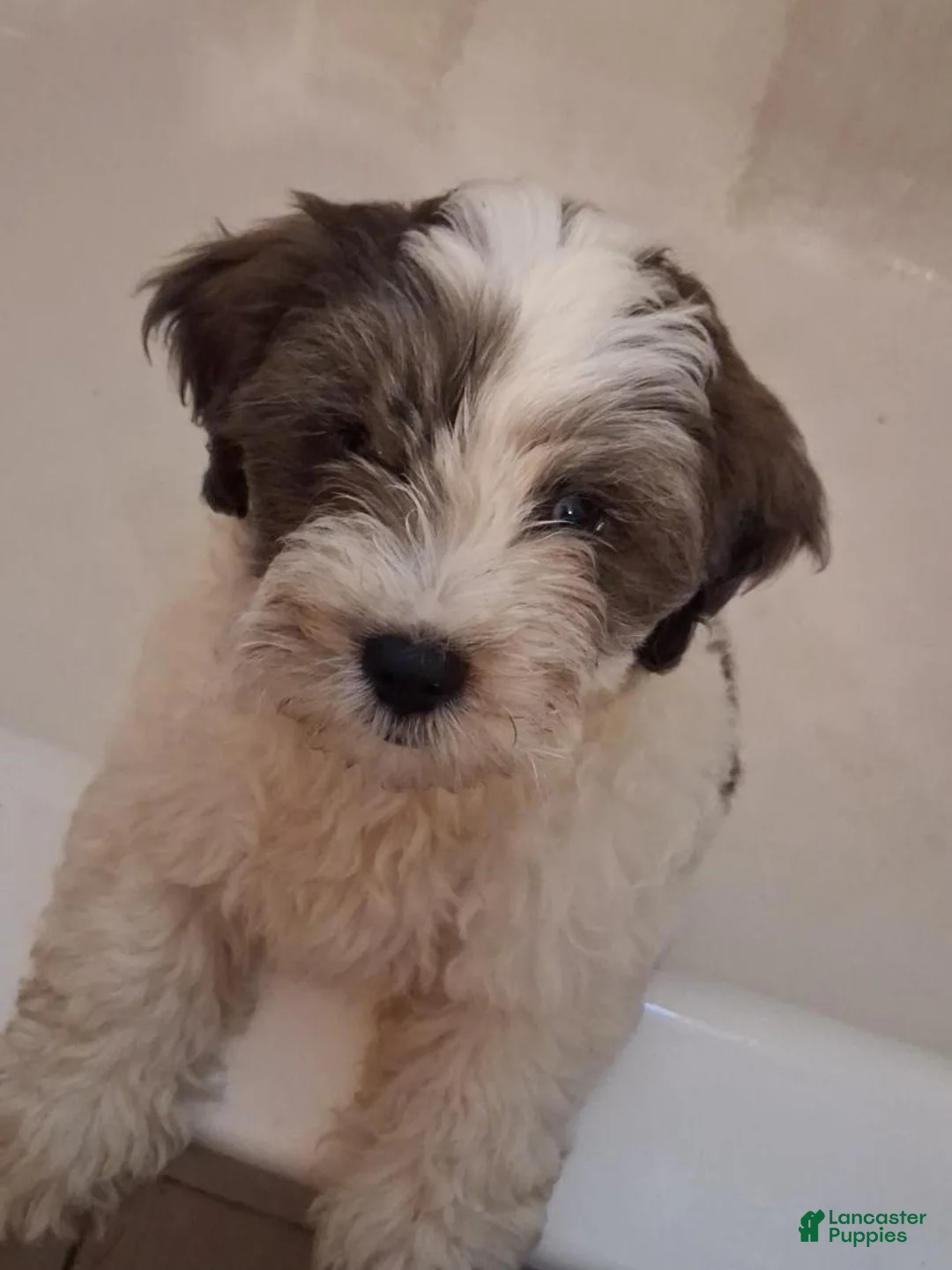 Shihpoo dogs for sale: Shihpoo 1 - Ad 1