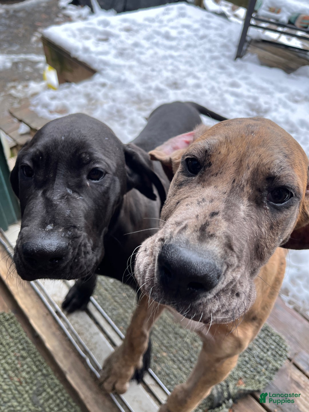 Great Dane dogs for sale: Petal - Ad 2