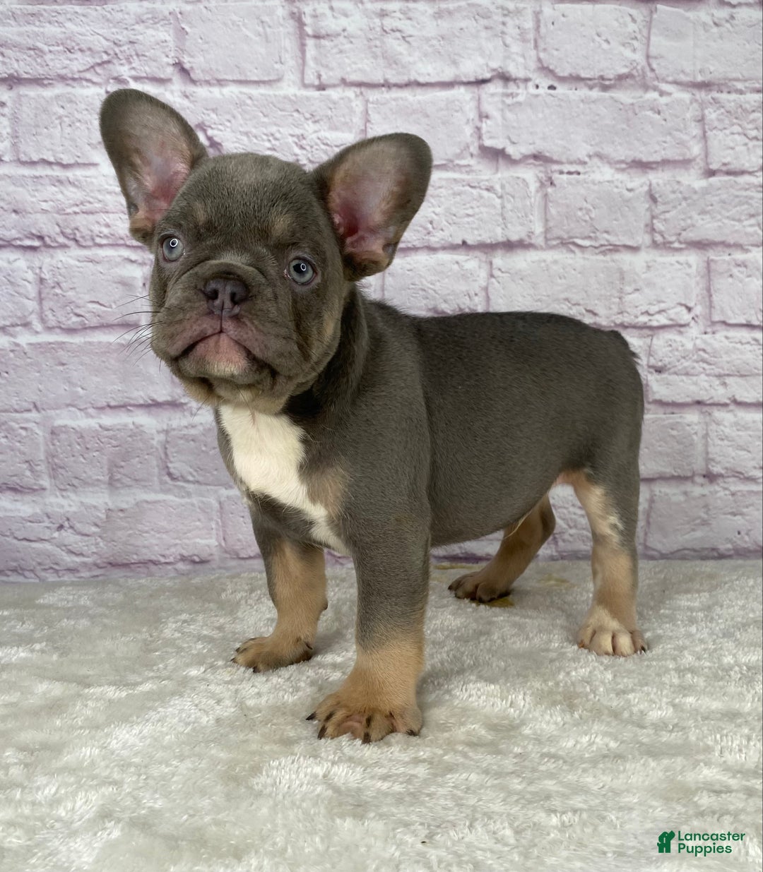 French Bulldog dogs for sale: Charlie  - Ad 3
