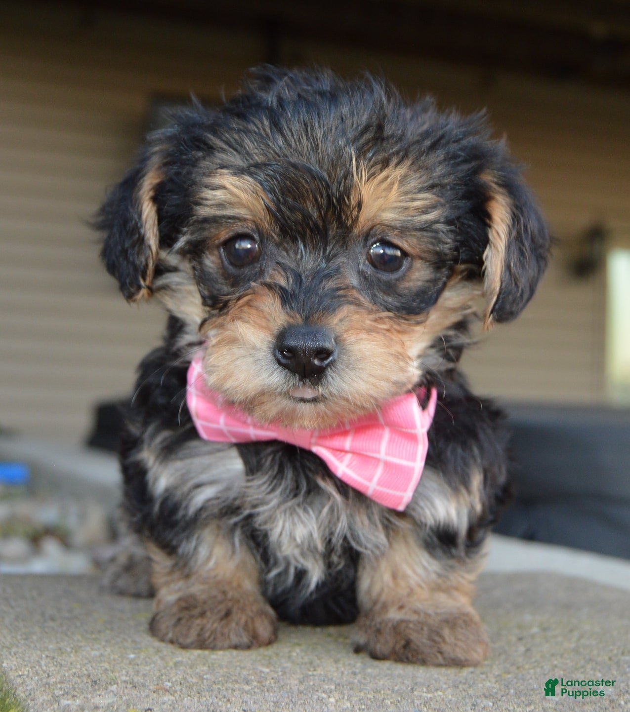 Yorkiepoo dogs for sale: Tiny Stella - Ad 1