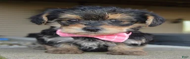 Tiny Stella