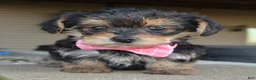 Yorkiepoo dogs for sale: Tiny Stella - Ad 1