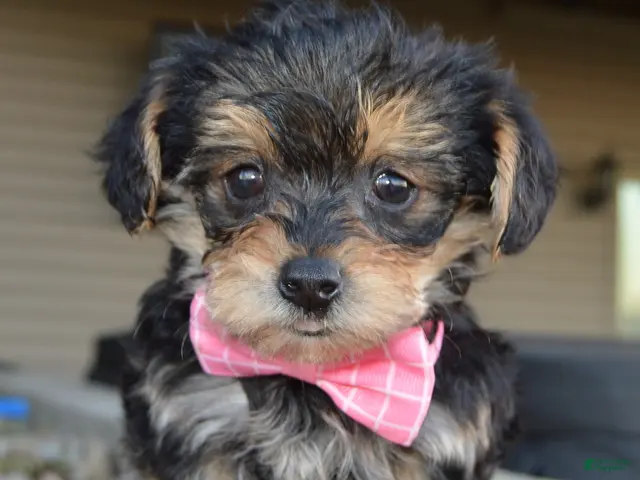 Yorkiepoo dogs for sale: Tiny Stella - Ad 1