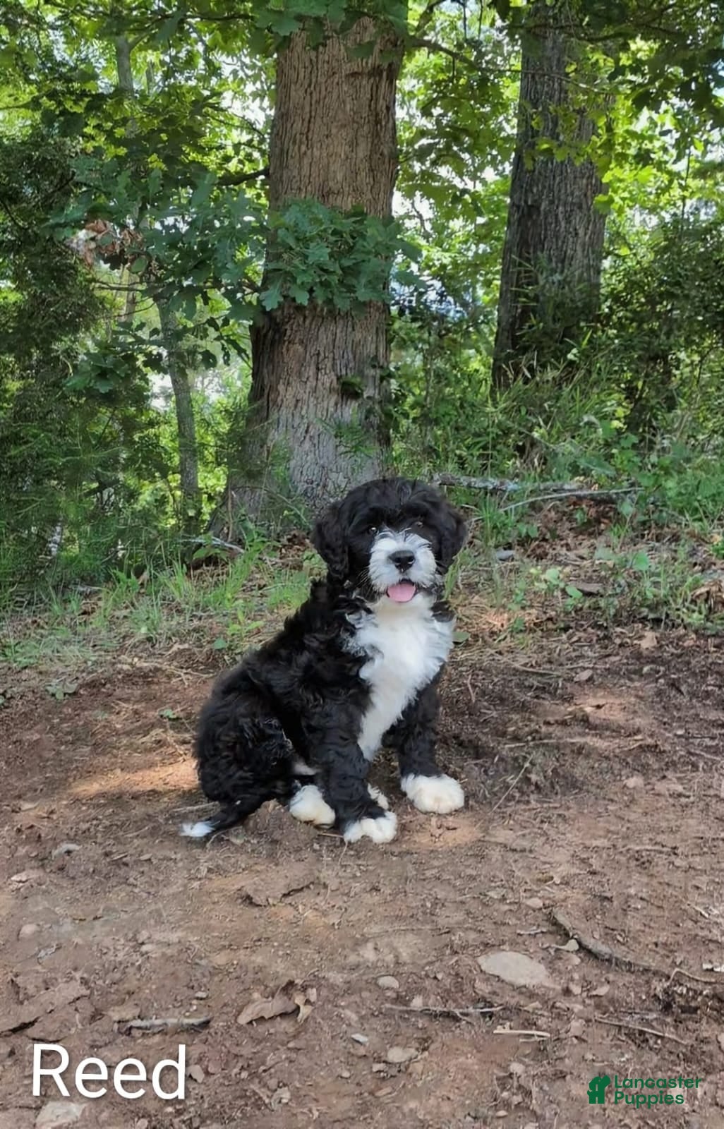 Mixed Breed dogs for sale: Reed - Ad 3