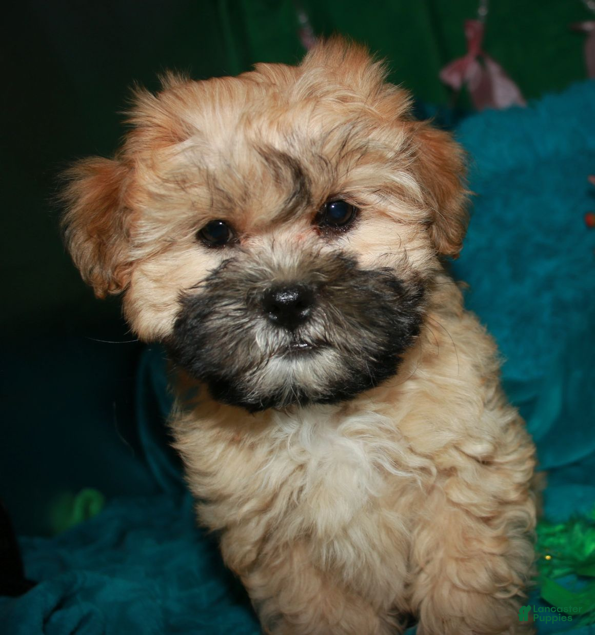 Shihpoo dogs Luke - Ad 1