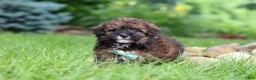 Havapoo dogs for sale: Frankie - Ad 3