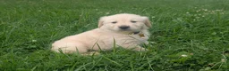 Golden Retriever dogs for sale: Charlie - Ad 6