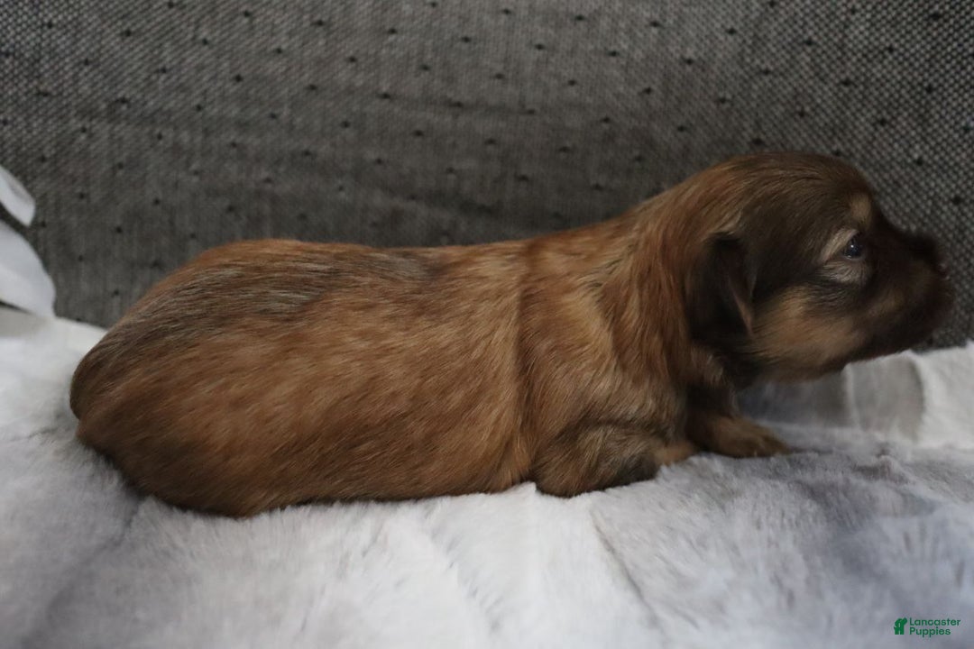 Havanese dogs for sale: Twinkles - Ad 9