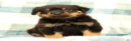 Rottweiler dogs for sale: Atlas - Ad 5