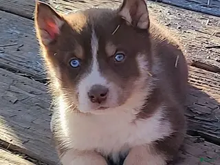 Siberian Husky dogs Siberian Husky Puppy 1 - Ad 31