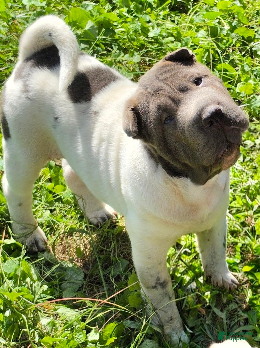 Shar Pei dogs Blue Berry  - Ad 2