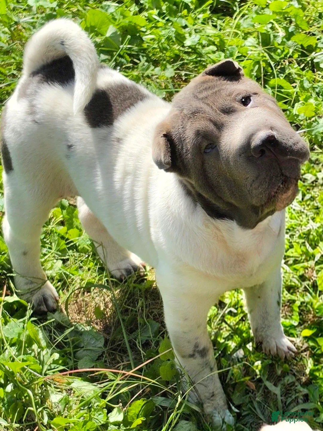 Shar Pei dogs for sale: Blue Berry  - Ad 2