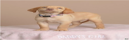 Labrador Retriever dogs for sale: Labrador Retriever Puppy 5 - Ad 15