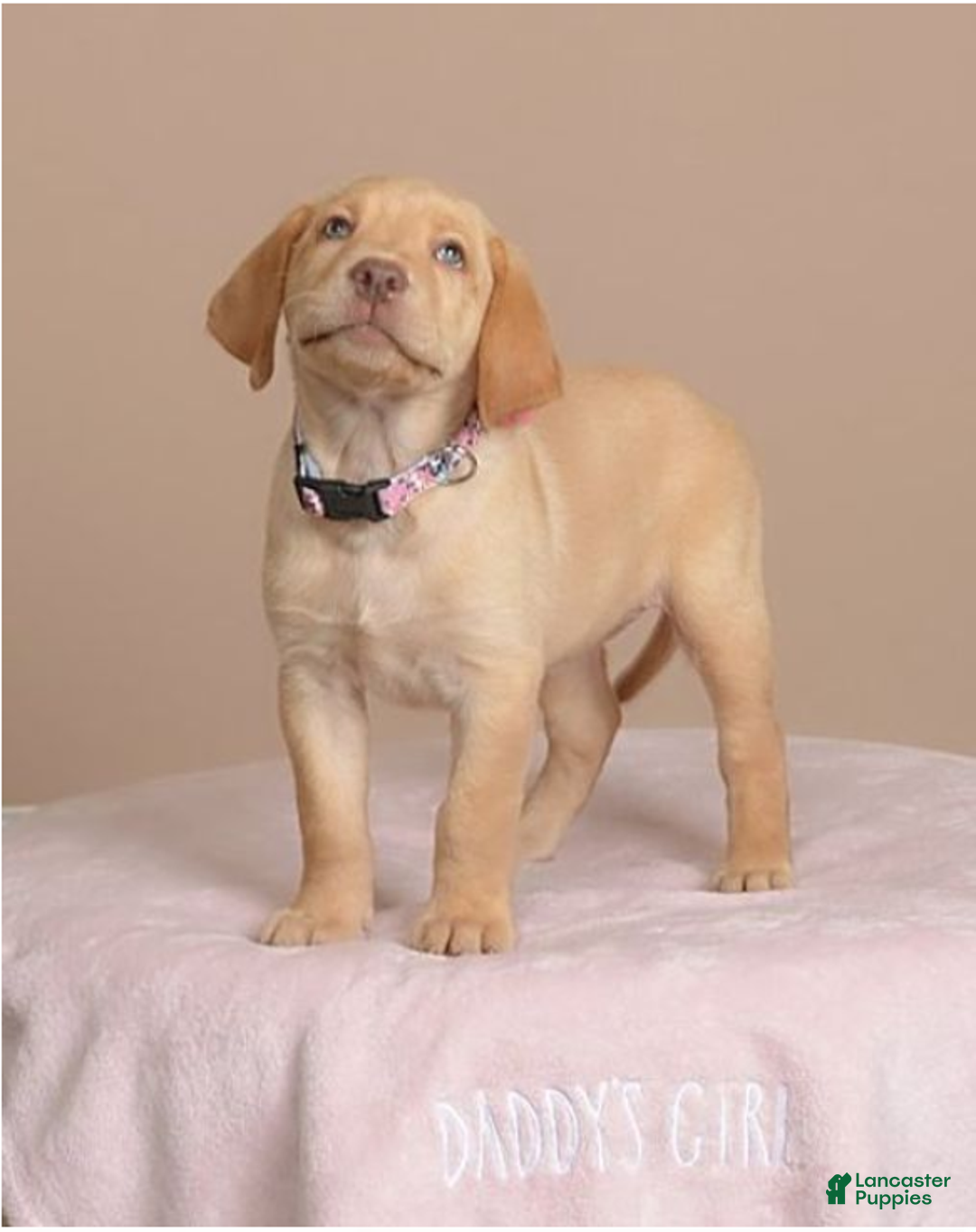 Labrador Retriever dogs for sale: Labrador Retriever Puppy 5 - Ad 15