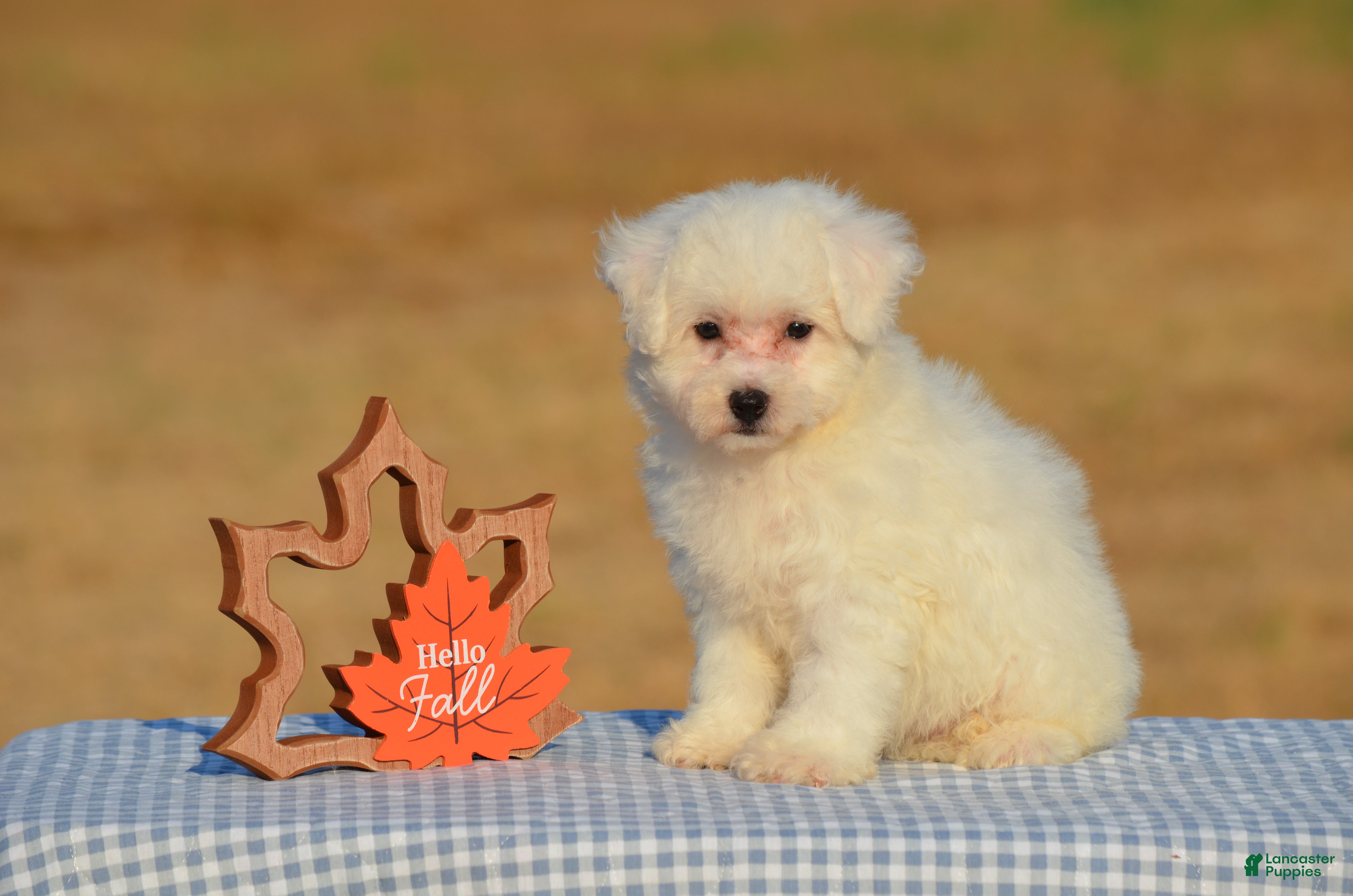Bichon Frise dogs for sale: Thea - Ad 1
