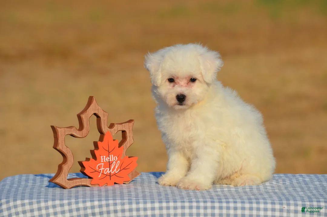 Bichon Frise dogs for sale: Thea - Ad 1