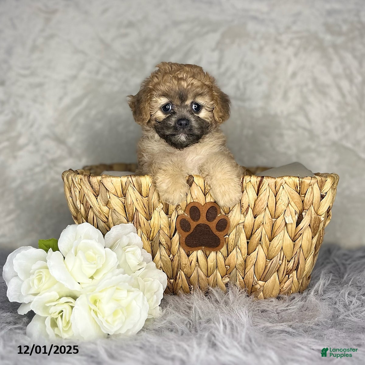 Shihpoo dogs Barb  - Ad 38