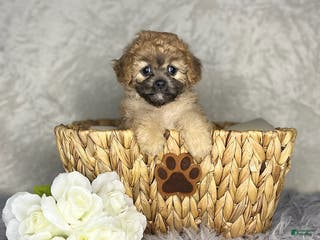 Shihpoo dogs Barb - Ad 27