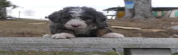 Mini Bernedoodle dogs for sale: Mini Bernedoodle Dusty - Ad 13