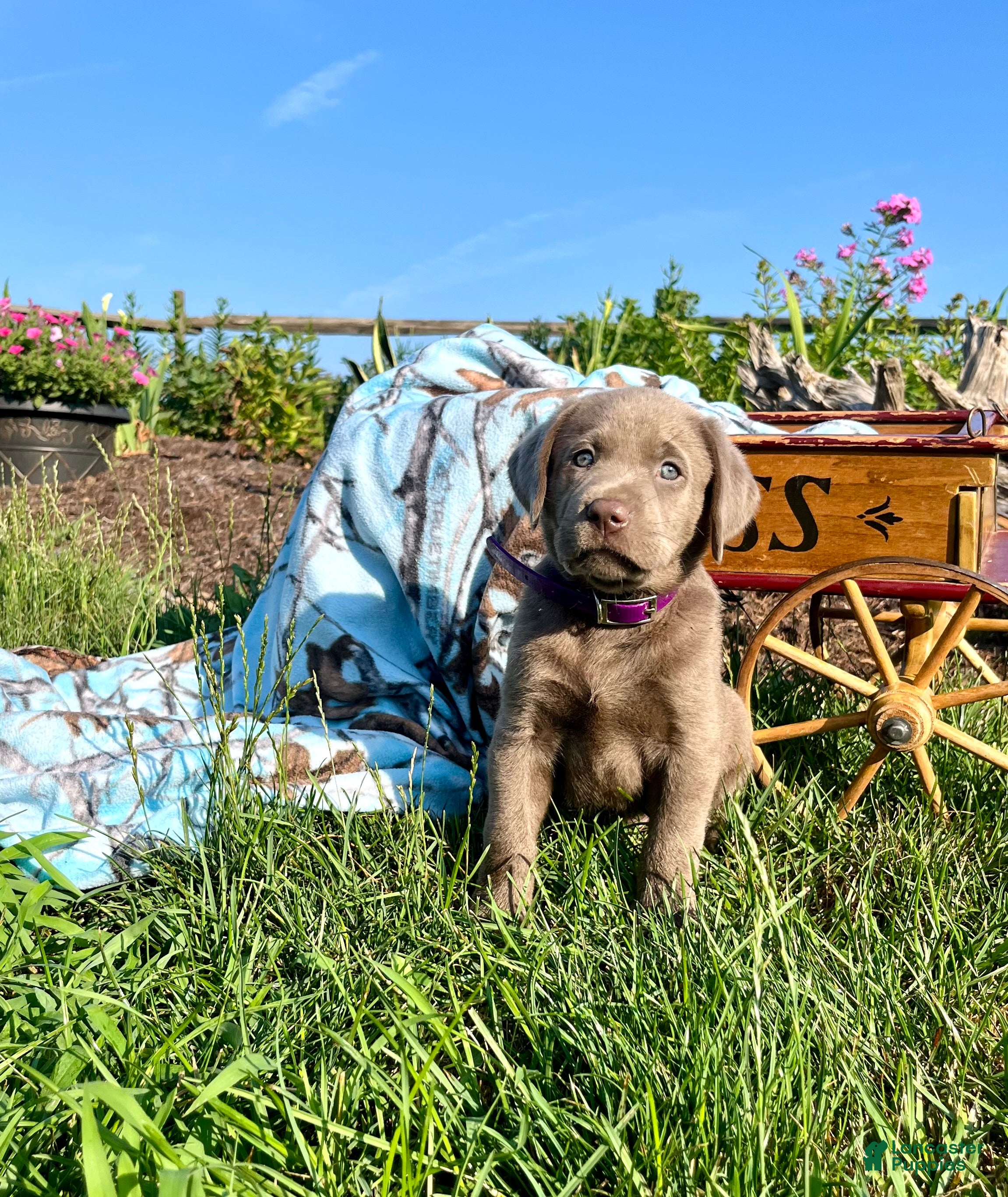 Labrador Retriever dogs Tootsie❤️AKC Hip Cert purple - Ad 1