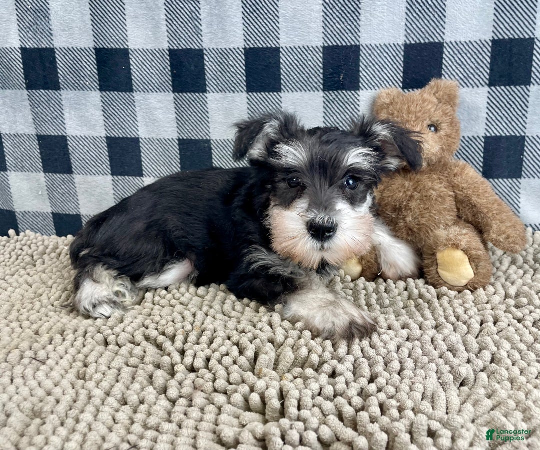 Miniature Schnauzer dogs for sale: Sally - Ad 4