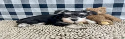 Miniature Schnauzer dogs for sale: Sally - Ad 4