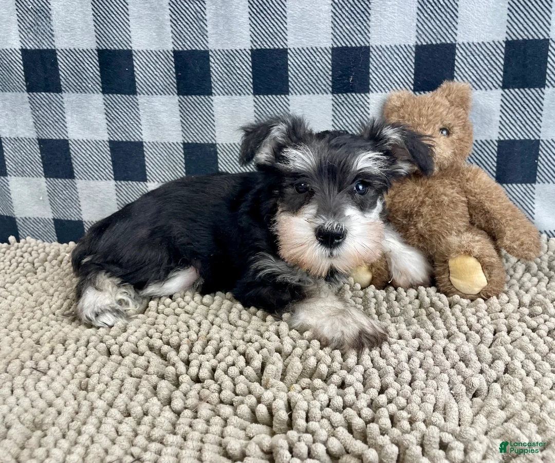Miniature Schnauzer dogs for sale: Sally - Ad 4
