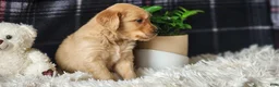 Golden Retriever dogs for sale: Lance - Ad 3