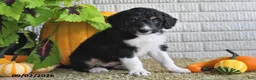 Mixed Breed dogs for sale: Krissy - Ad 5
