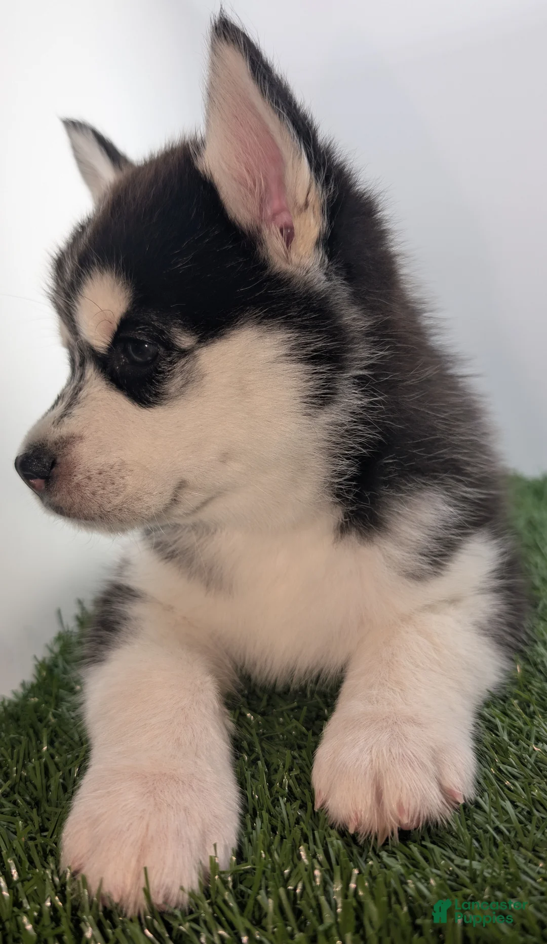 Siberian Husky dogs for sale: Siberian Husky Puppy - Freya - Ad 4