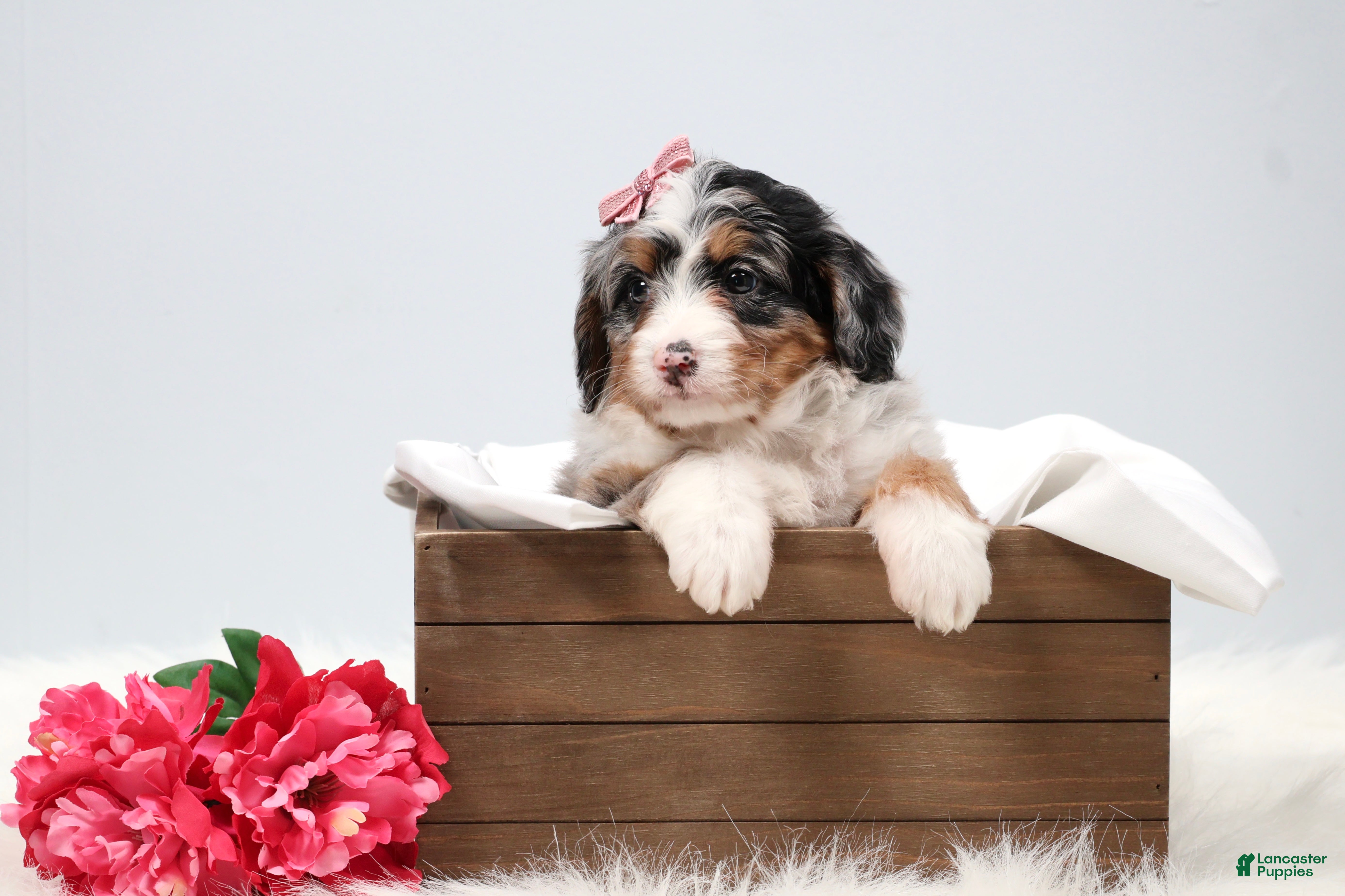 Mini Bernedoodle dogs Callie  - Ad 1