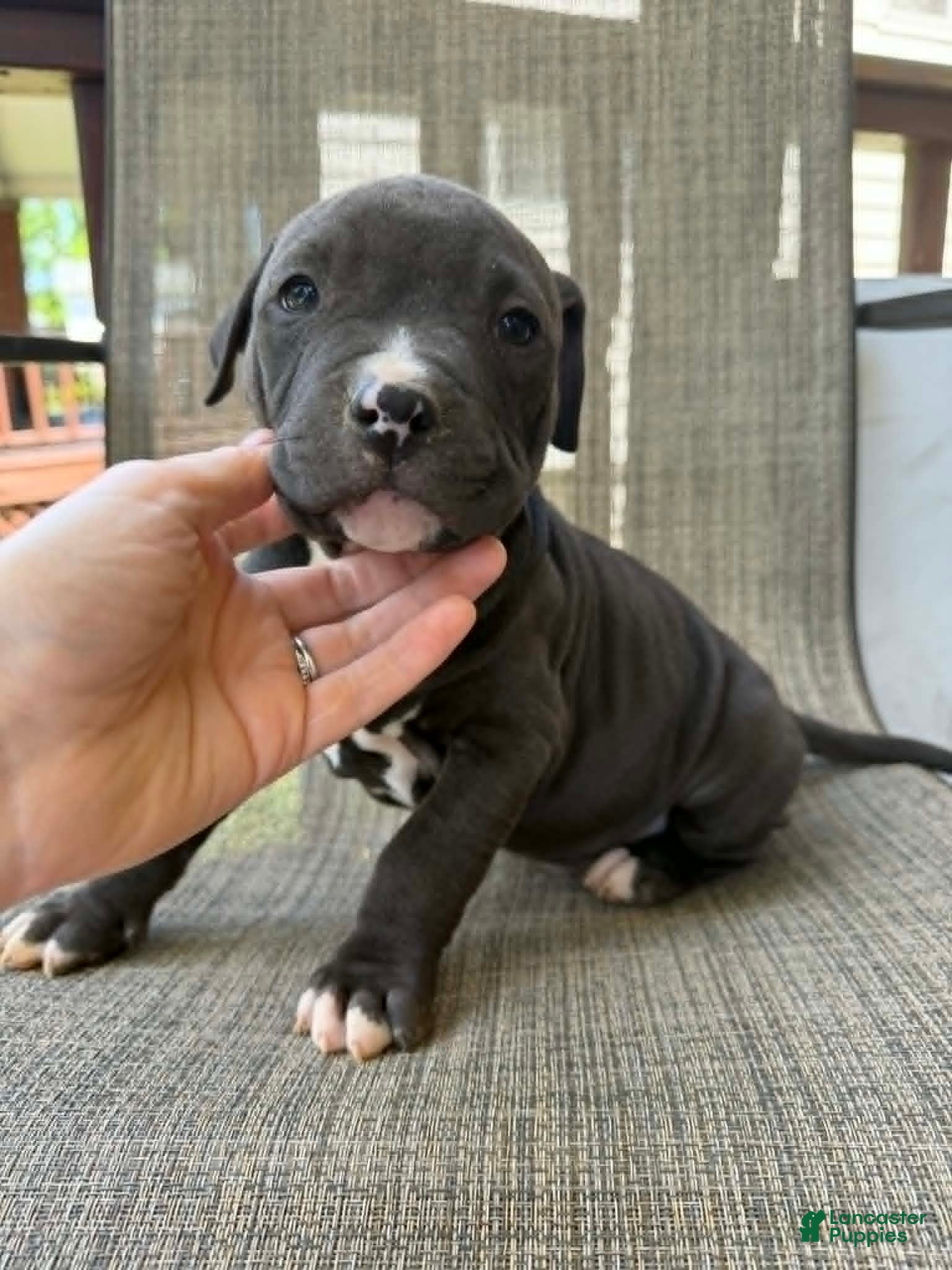 American Bully dogs for sale: Onyx - Ad 3