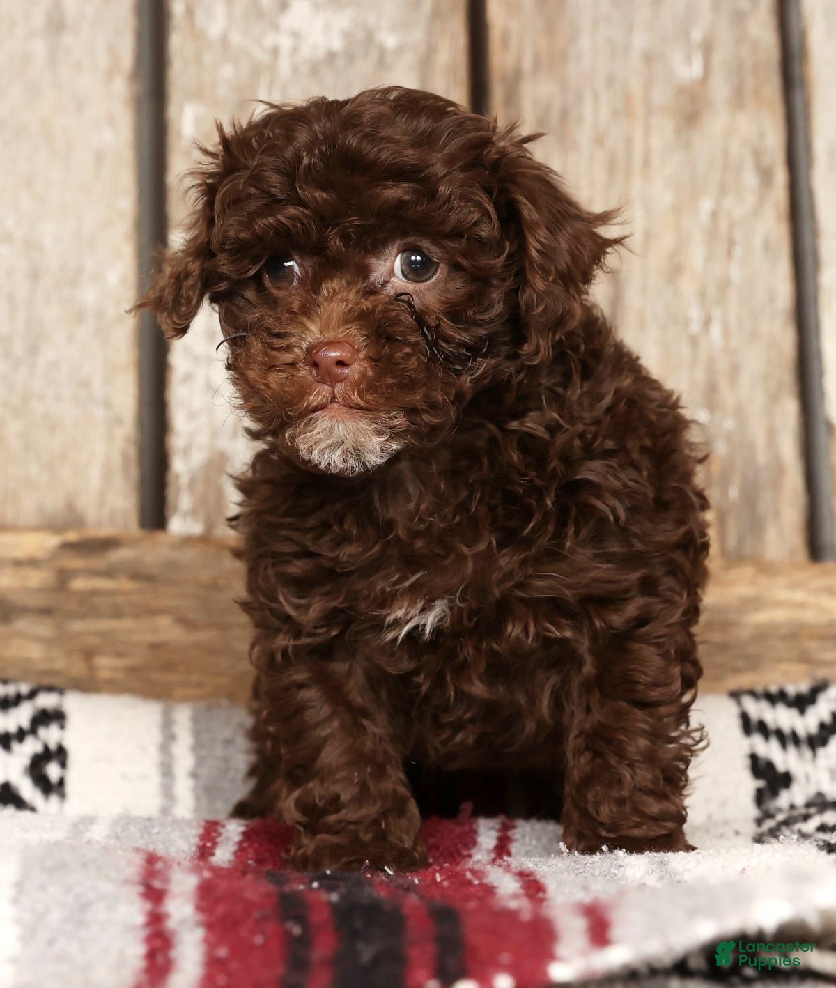 Havapoo dogs Sasha - Ad 2