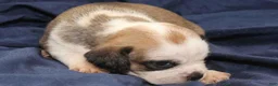Puggle dogs for sale: Chewy - Ad 61