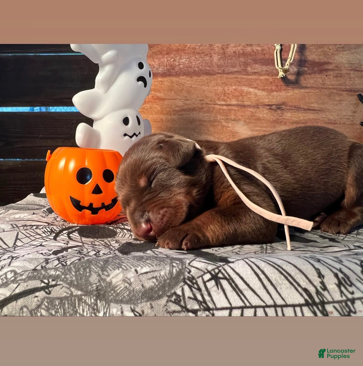 Doberman Pinscher dogs Candy Corn: European Bloodlines  - Ad 36