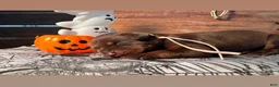 Doberman Pinscher dogs for sale: Candy Corn: European Bloodlines  - Ad 1