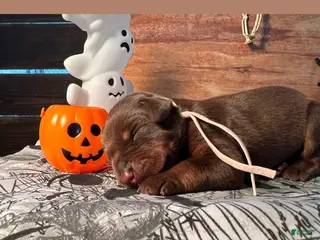 Doberman Pinscher dogs Candy Corn: European Bloodlines - Ad 36