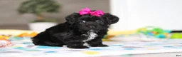 Yorkiepoo dogs for sale: Brooke - Ad 5