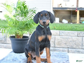 Doberman Pinscher dogs - Ad 21