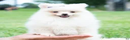 Pomeranian dogs for sale: Sophia - Ad 2