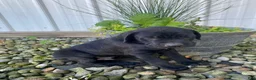 Cane Corso dogs for sale: Jordan - Ad 10