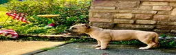 American Bully dogs for sale: American Bully Puppy “Siphia” - Ad 4