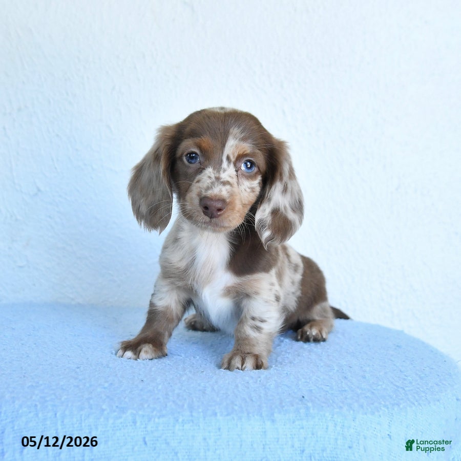 Miniature Dachshund dogs Polly - Ad 1