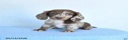 Miniature Dachshund dogs for sale: Polly - Ad 1