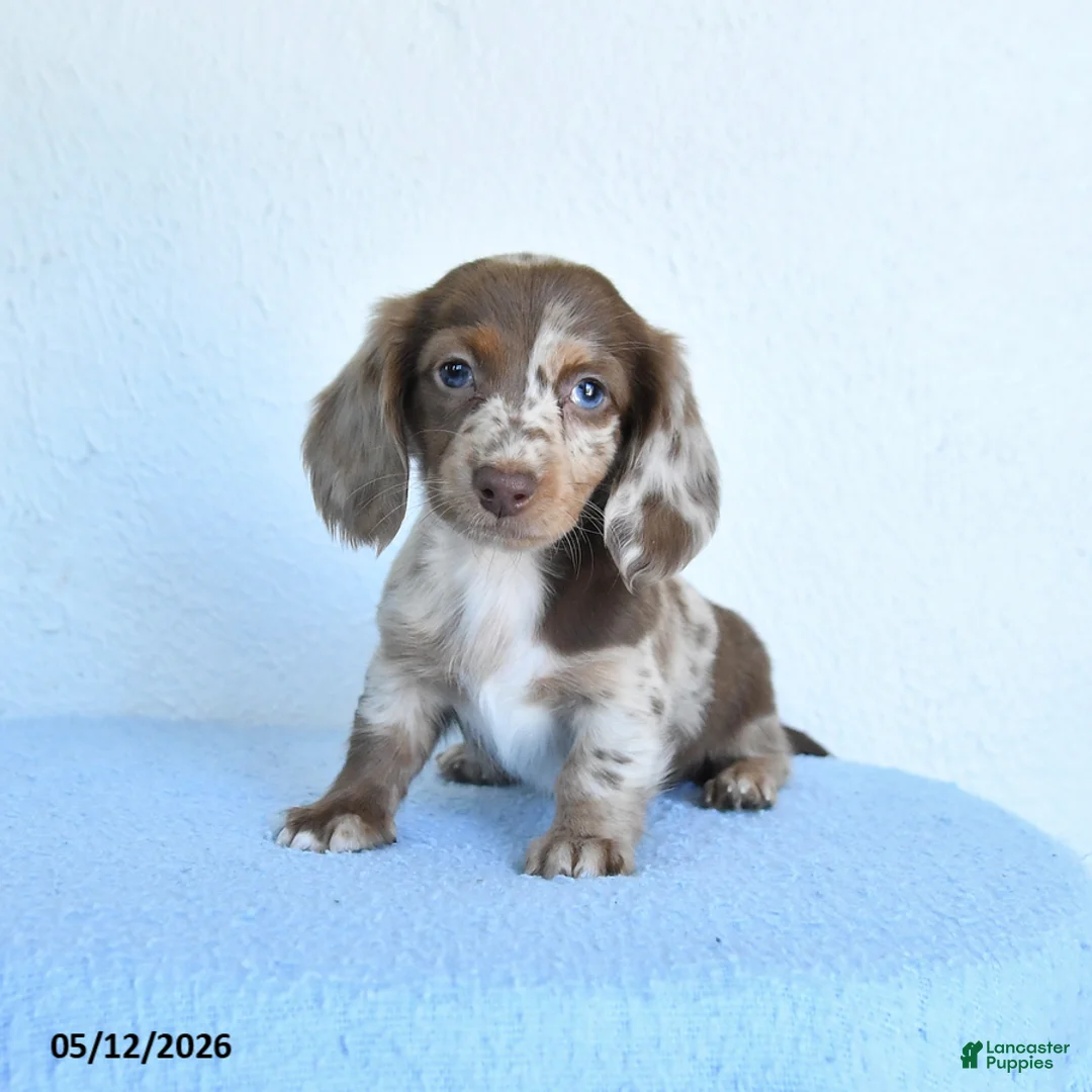 Miniature Dachshund dogs for sale: Polly - Ad 1