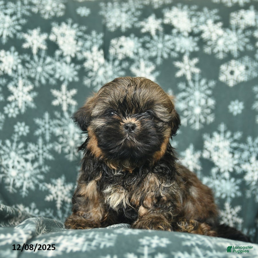 Shih Tzu dogs Cocoa  - Ad 1