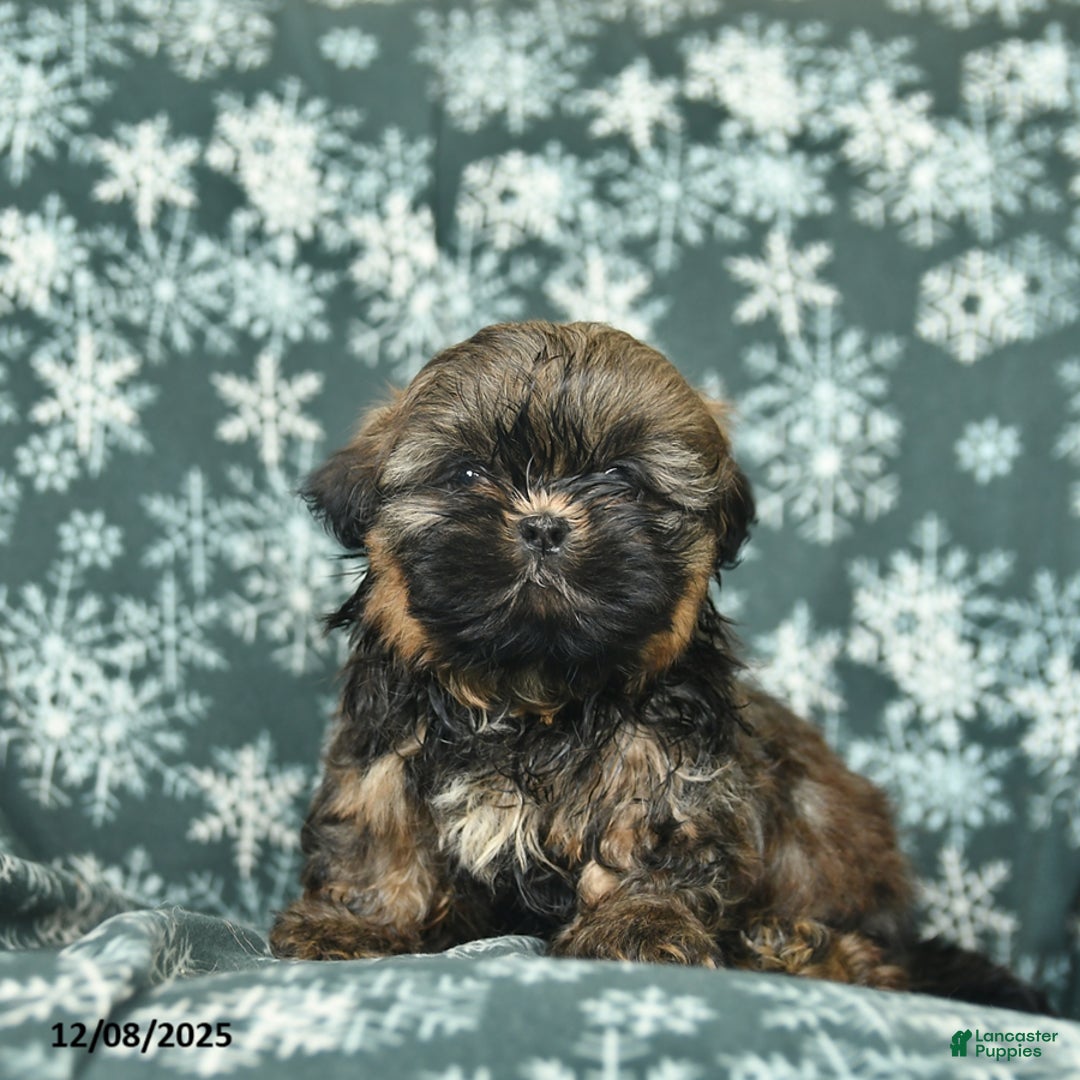 Shih Tzu dogs for sale: Cocoa  - Ad 1